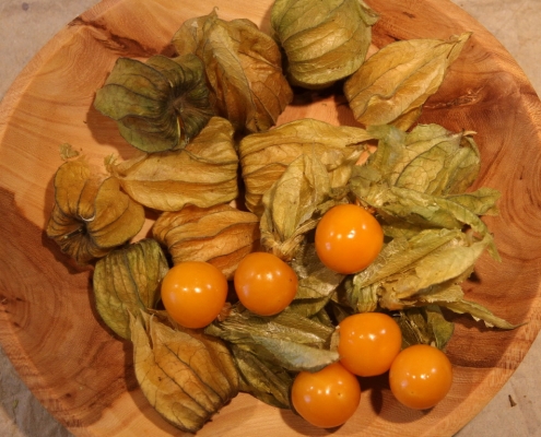 physalis 5