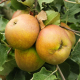 Äpfel der Sorte "Schöner von Boskoop"