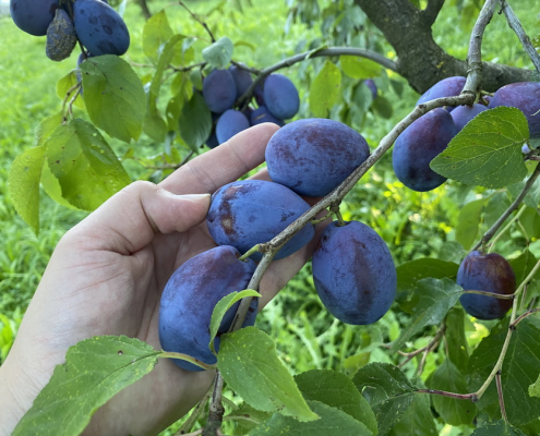 230915obstrundgang 2