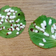 hortensienwollschildlaus